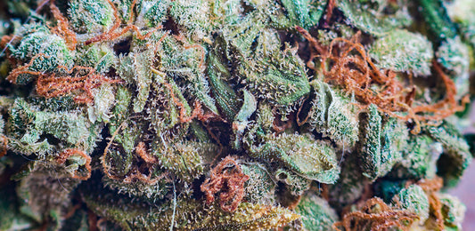 Will Florida Legalize Marijuana Soon?