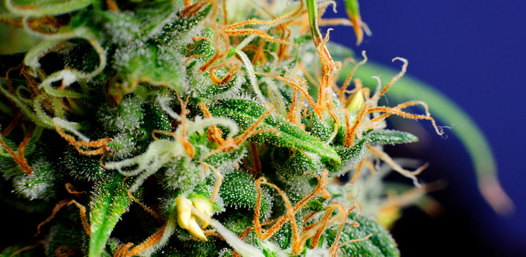 The Wonderful World of Weed