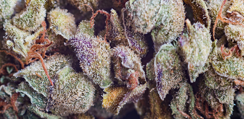 Best Weed Strains in Florida Krippies